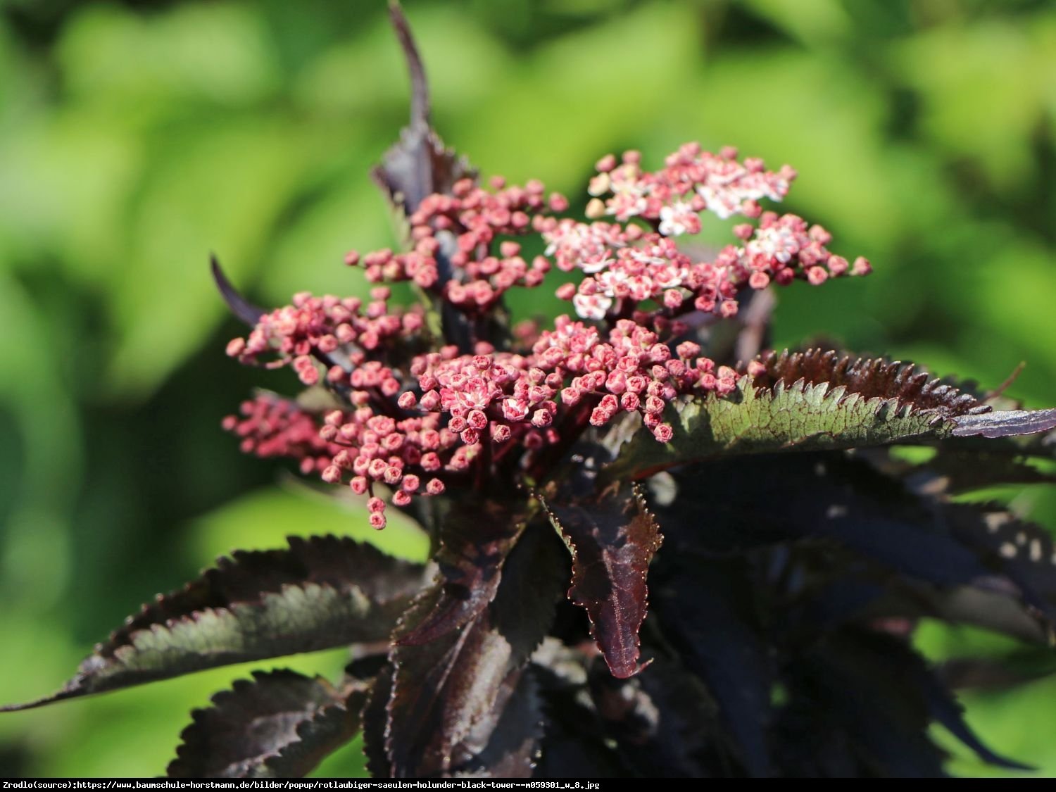 Bez czarny Black Tower - CZARNA WIEŻA - Sambucus nigra Black Tower