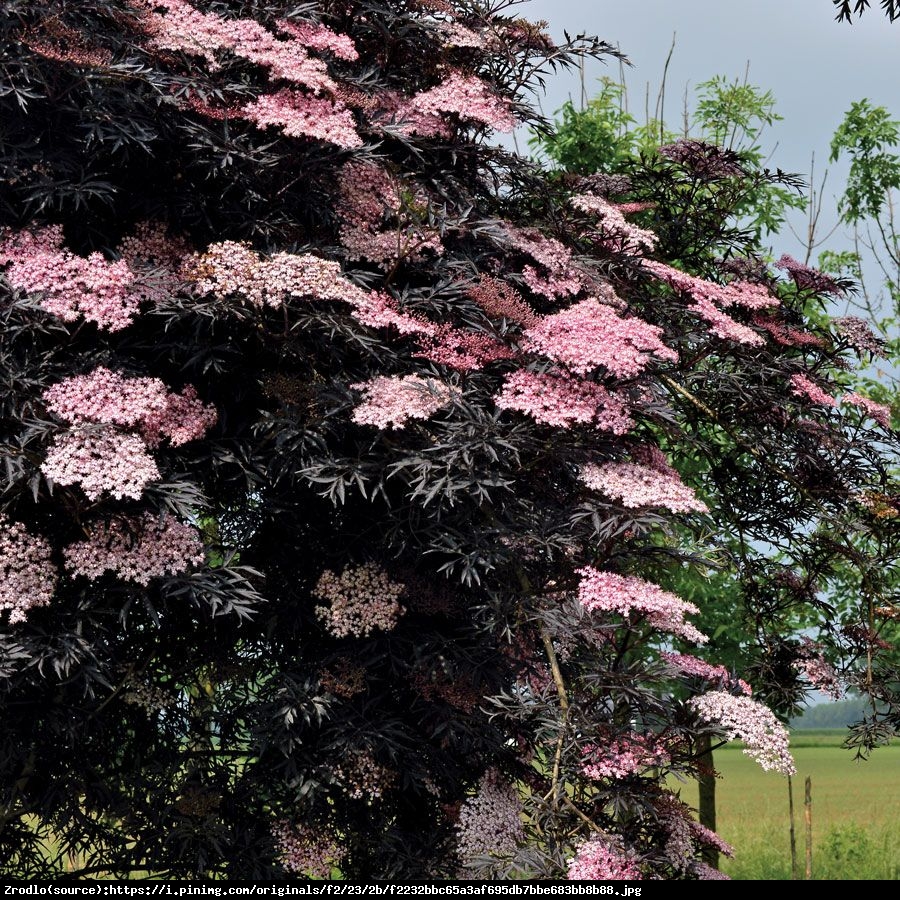 Bez czarny Black Tower - CZARNA WIEŻA - Sambucus nigra Black Tower