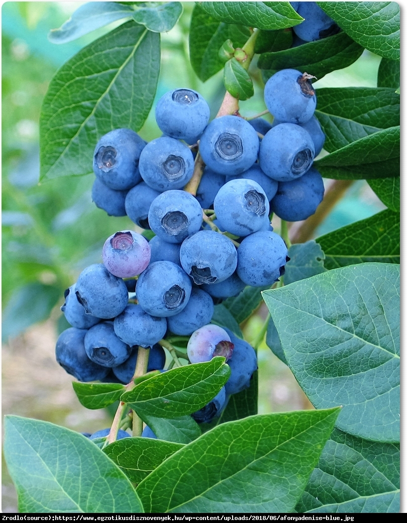 Borówka amerykańska Denis Blue 3 letnia - Vaccinium corymbosum Denis Blue