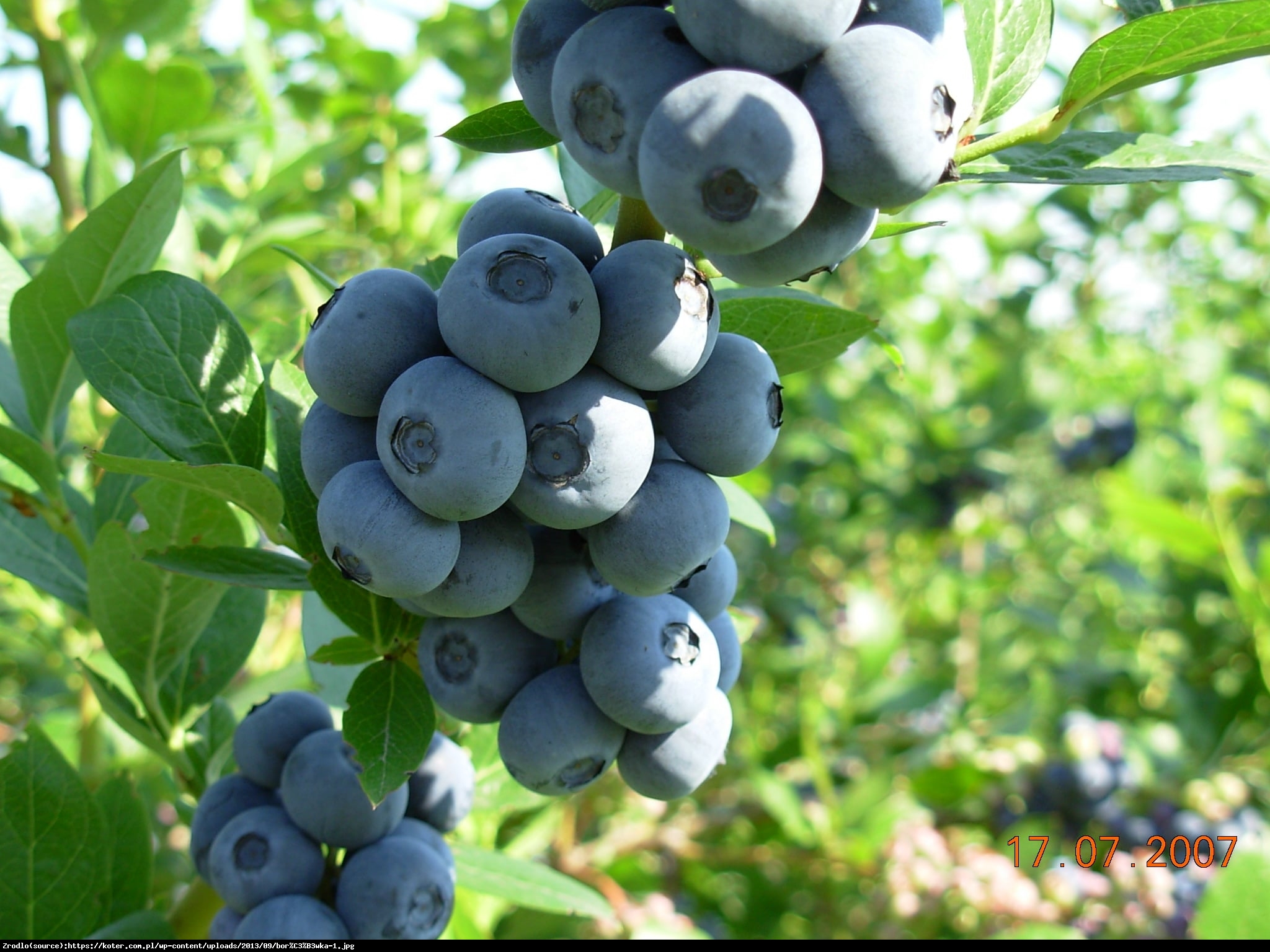 Borówka amerykańska Denis Blue 3 letnia - Vaccinium corymbosum Denis Blue