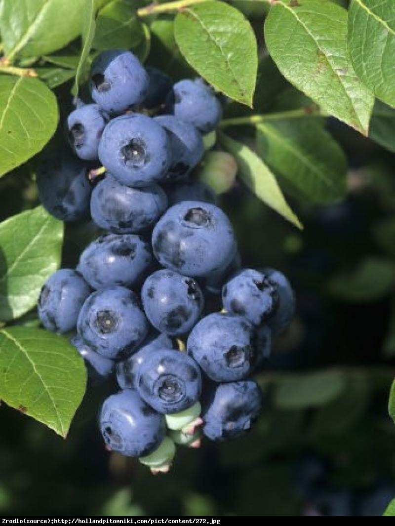 Borówka amerykańska Meader 2 letnia - Vaccinium corymbosum Meader