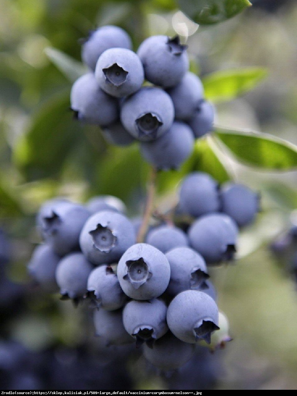 Borówka amerykańska Sierra 2 letnia - Vaccinium corymbosum Sierra