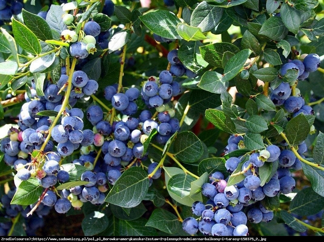 Borówka amerykańska Hannahs Choice 2l - Vaccinium corymbosum Hannahs Choice