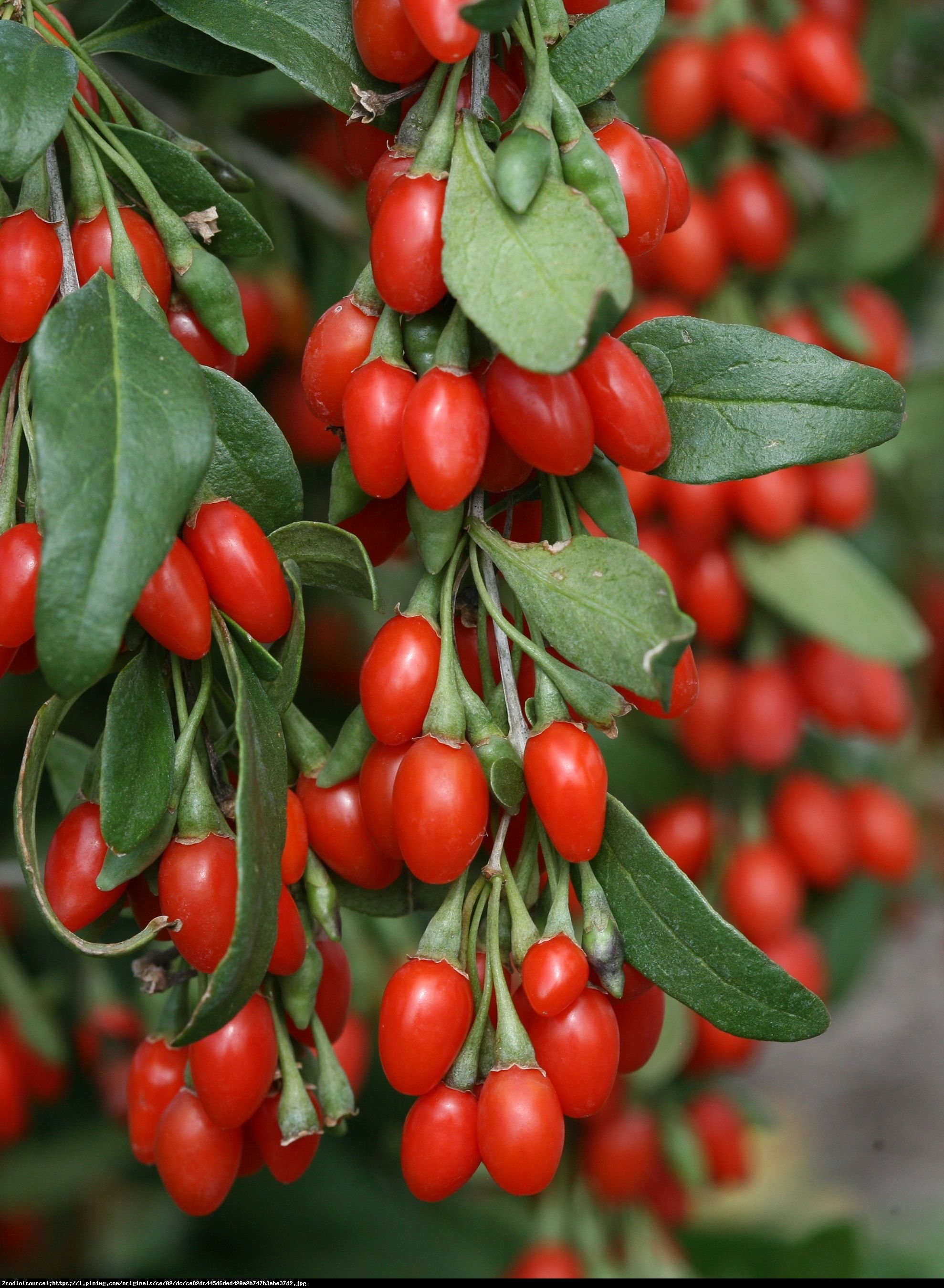 Jagoda Goji Big Lifeberry - Kolcowój pospolity - Lycium barbarum Big Lifeberry