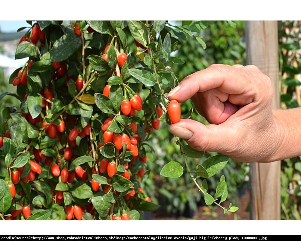 Jagoda Goji Big Lifeberry - Kolcowój pospolity - Lycium barbarum Big Lifeberry