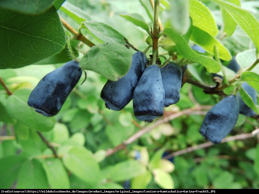 Jagoda kamczacka Czarna - Lonicera coerulea var. Kamtschatica