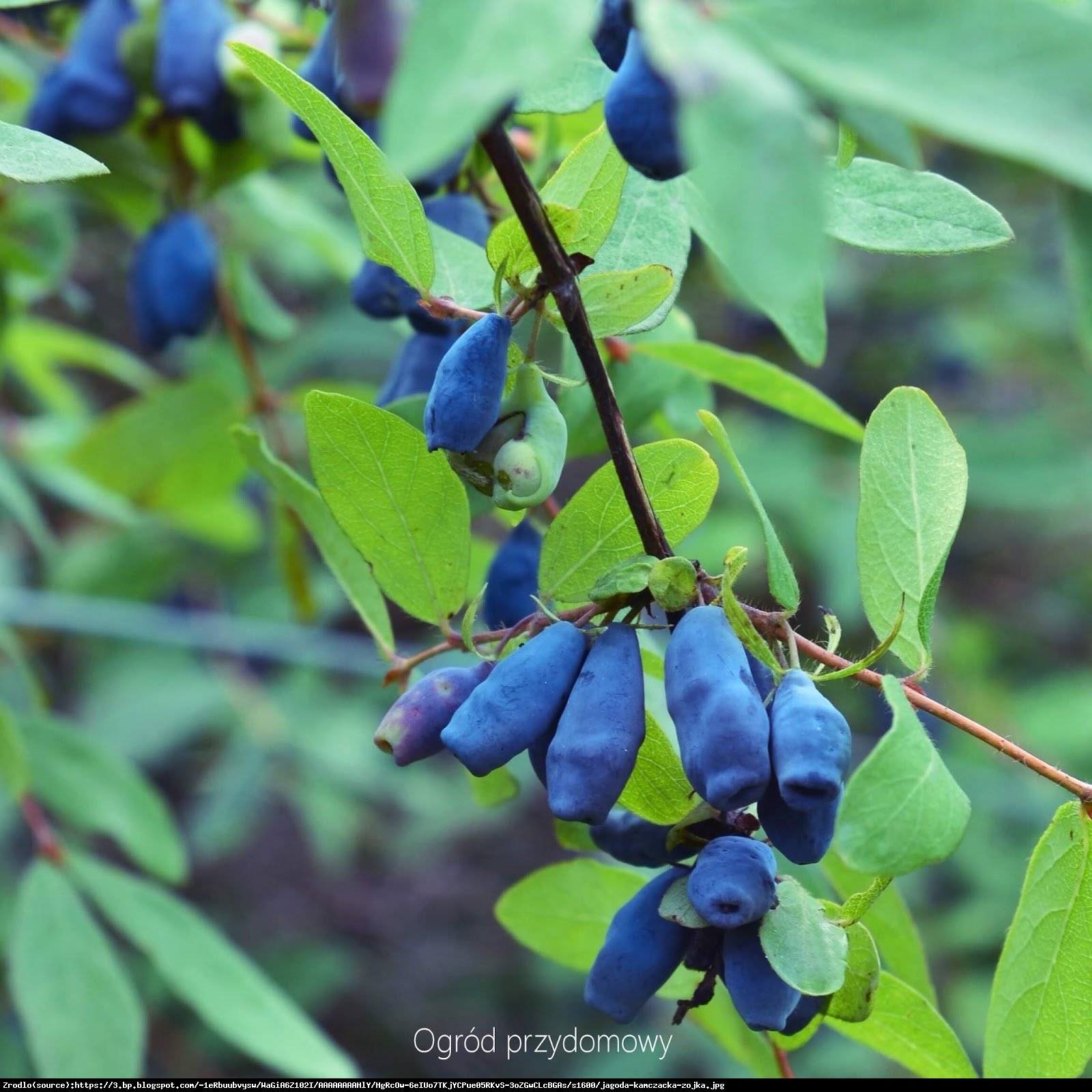 Jagoda kamczacka Zielona - Lonicera coerulea var. Kamtschatica Zielona