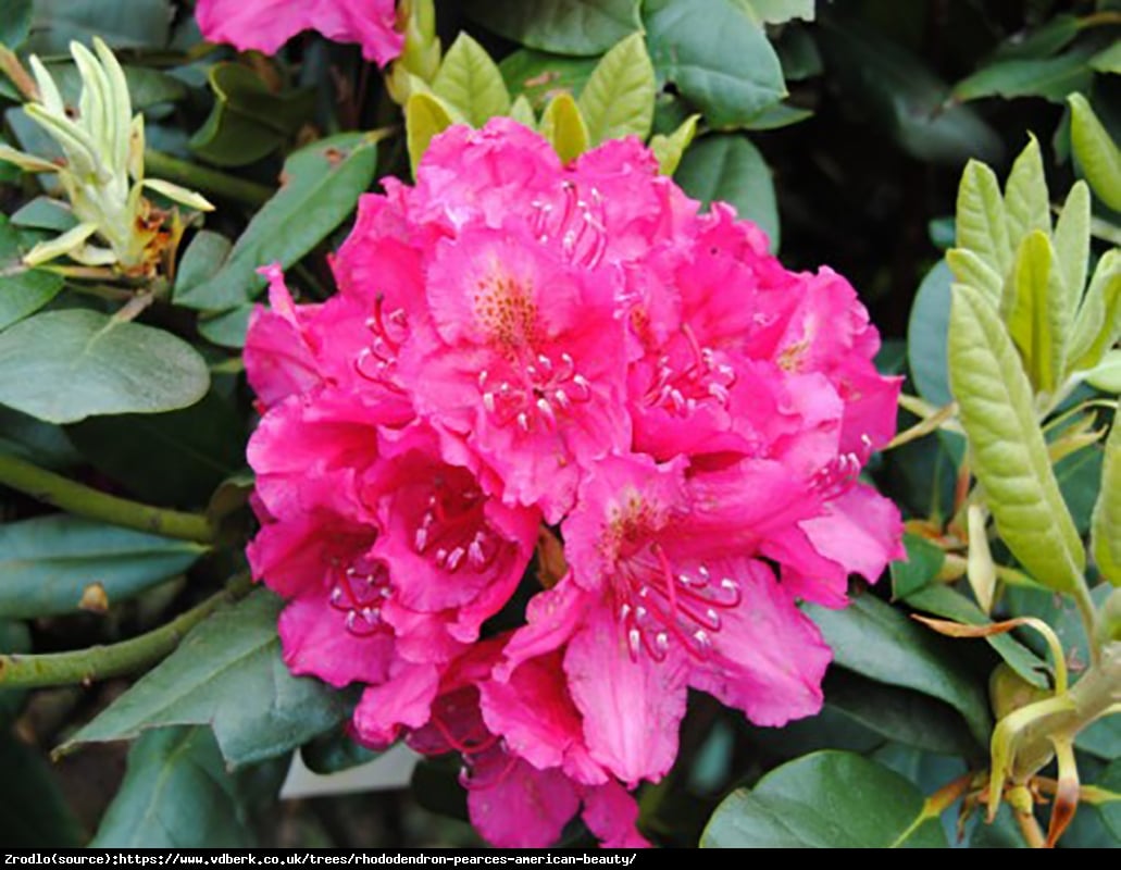 Różanecznik Pearce’s America Beauty - Rododendron Pearce’s America Beauty