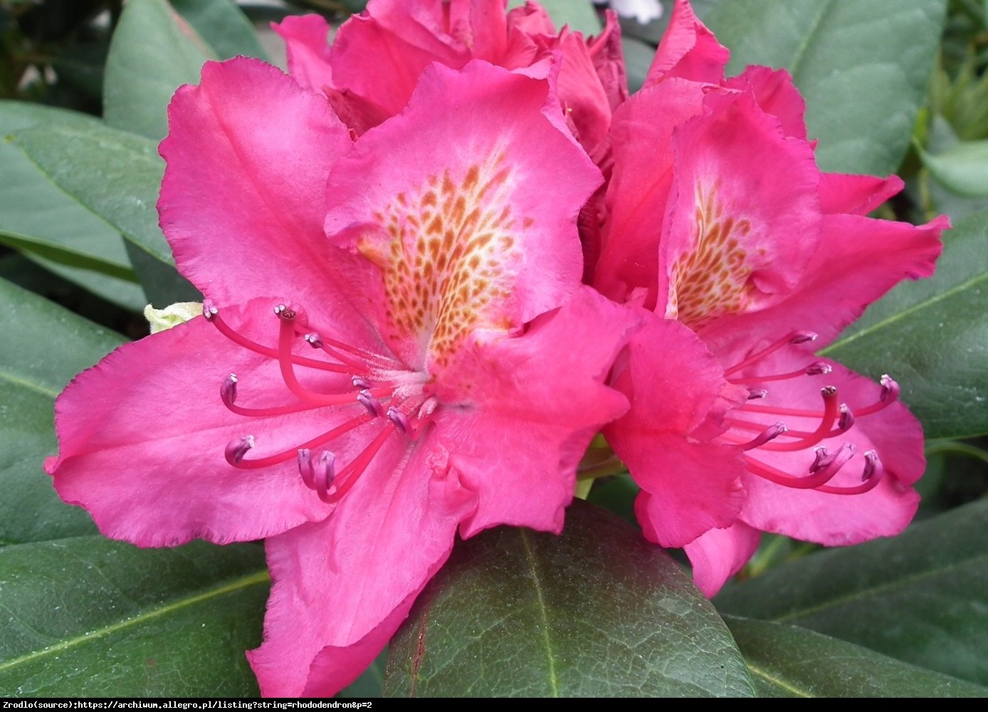 Różanecznik Pearce’s America Beauty - Rododendron Pearce’s America Beauty