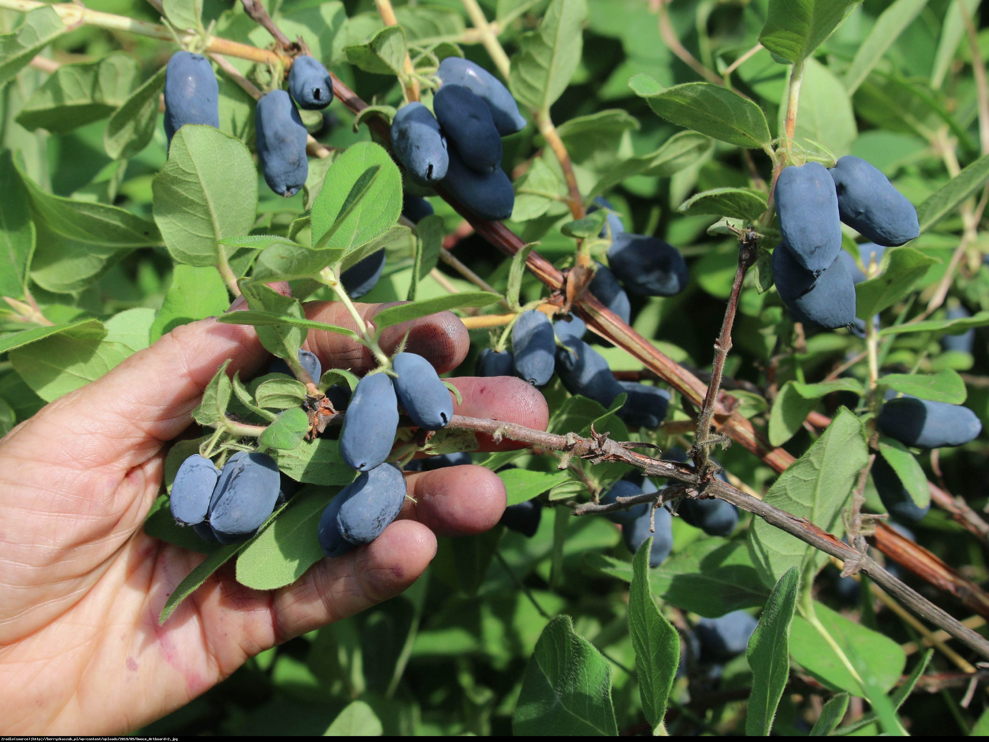 Jagoda kamczacka - BAKCZARSKIJ VELIKAN - Lonicera caerulea var. kamtschatica BAKCZARSKIJ VELIKAN