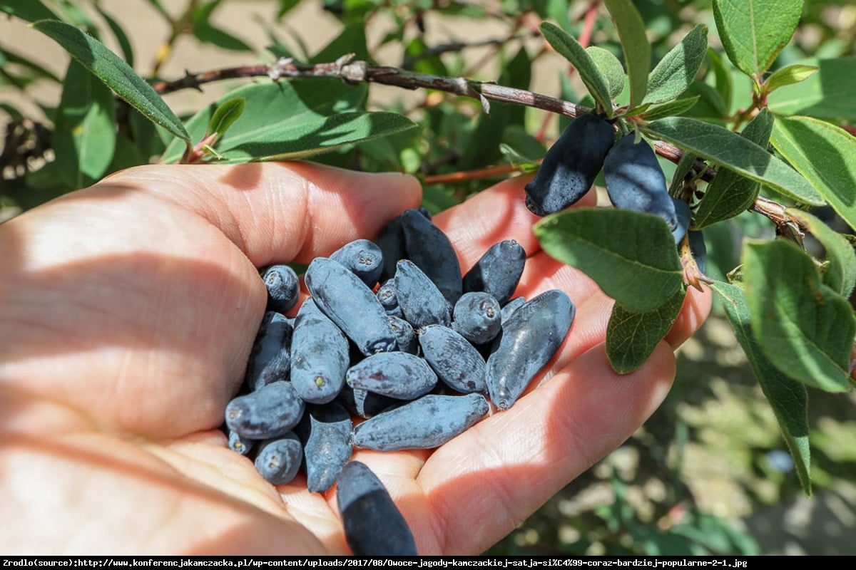 Jagoda kamczacka - BAKCZARSKIJ VELIKAN - Lonicera caerulea var. kamtschatica BAKCZARSKIJ VELIKAN