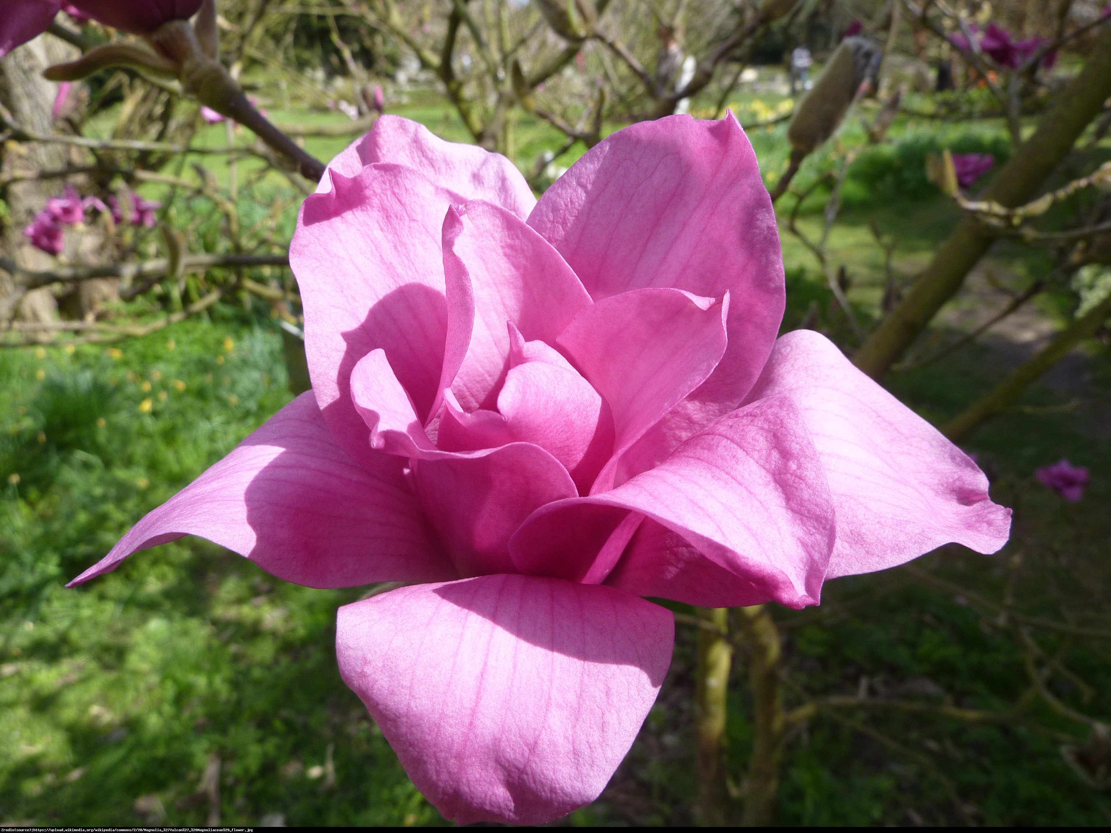 Magnolia Vulcan czerwona - Magnolia Vulcan