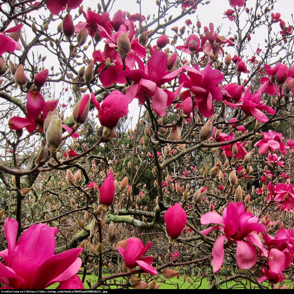 Magnolia Vulcan czerwona - Magnolia Vulcan