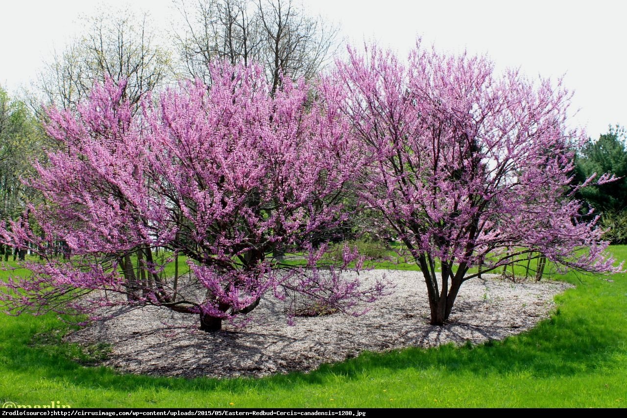 Judaszowiec kanadyjski Hearts of Gold - PRAWDZIWE ZŁOTO - Cercis canadensis Heart of Gold