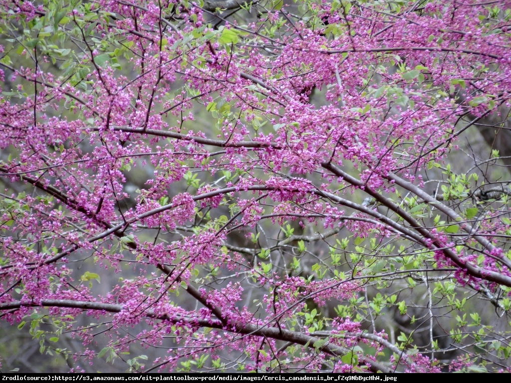 Judaszowiec kanadyjski Hearts of Gold - PRAWDZIWE ZŁOTO - Cercis canadensis Heart of Gold