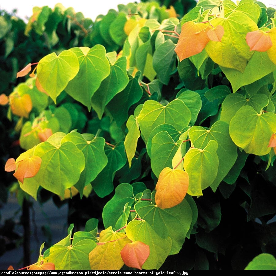 Judaszowiec kanadyjski Hearts of Gold - PRAWDZIWE ZŁOTO - Cercis canadensis Heart of Gold