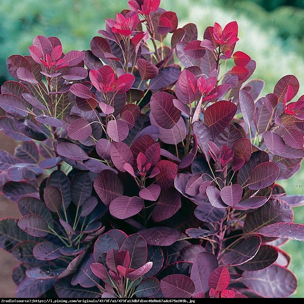 Perukowiec podolski Lilla - Cotinus coggygria lilla