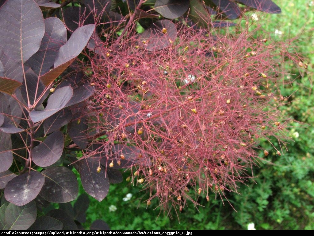 Perukowiec podolski Lilla - Cotinus coggygria lilla