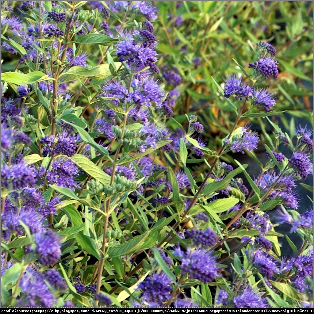 Barbula klandonska heavenly blue - caryopteris clandonensis haevenly blue