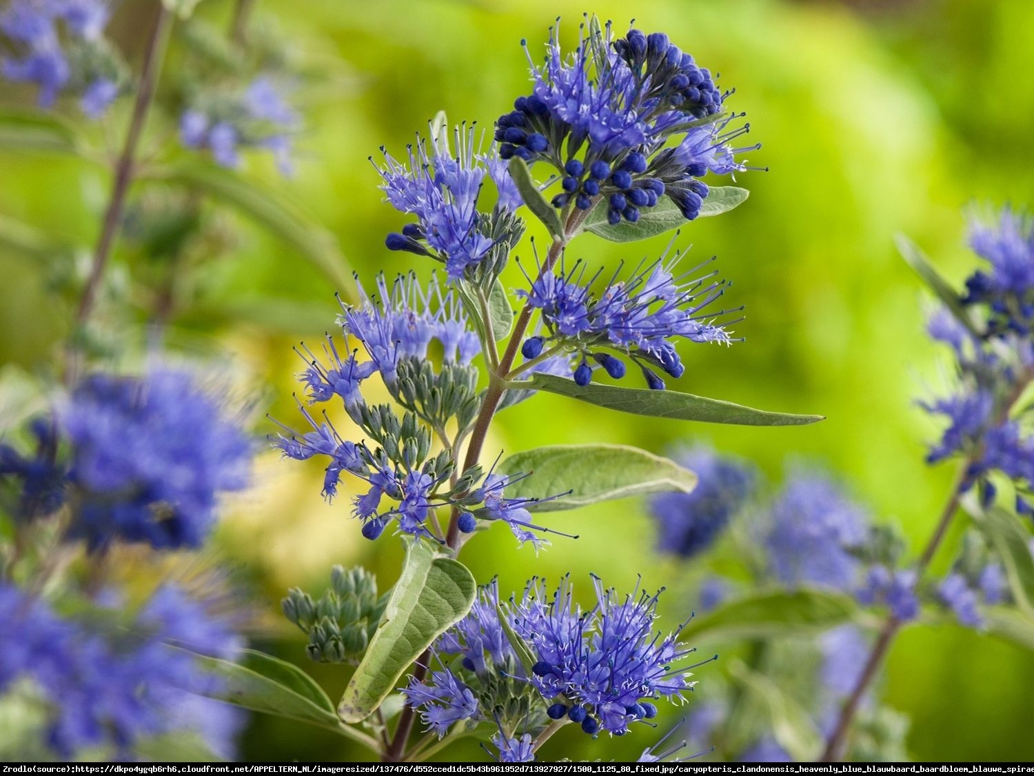 Barbula klandonska heavenly blue - caryopteris clandonensis haevenly blue