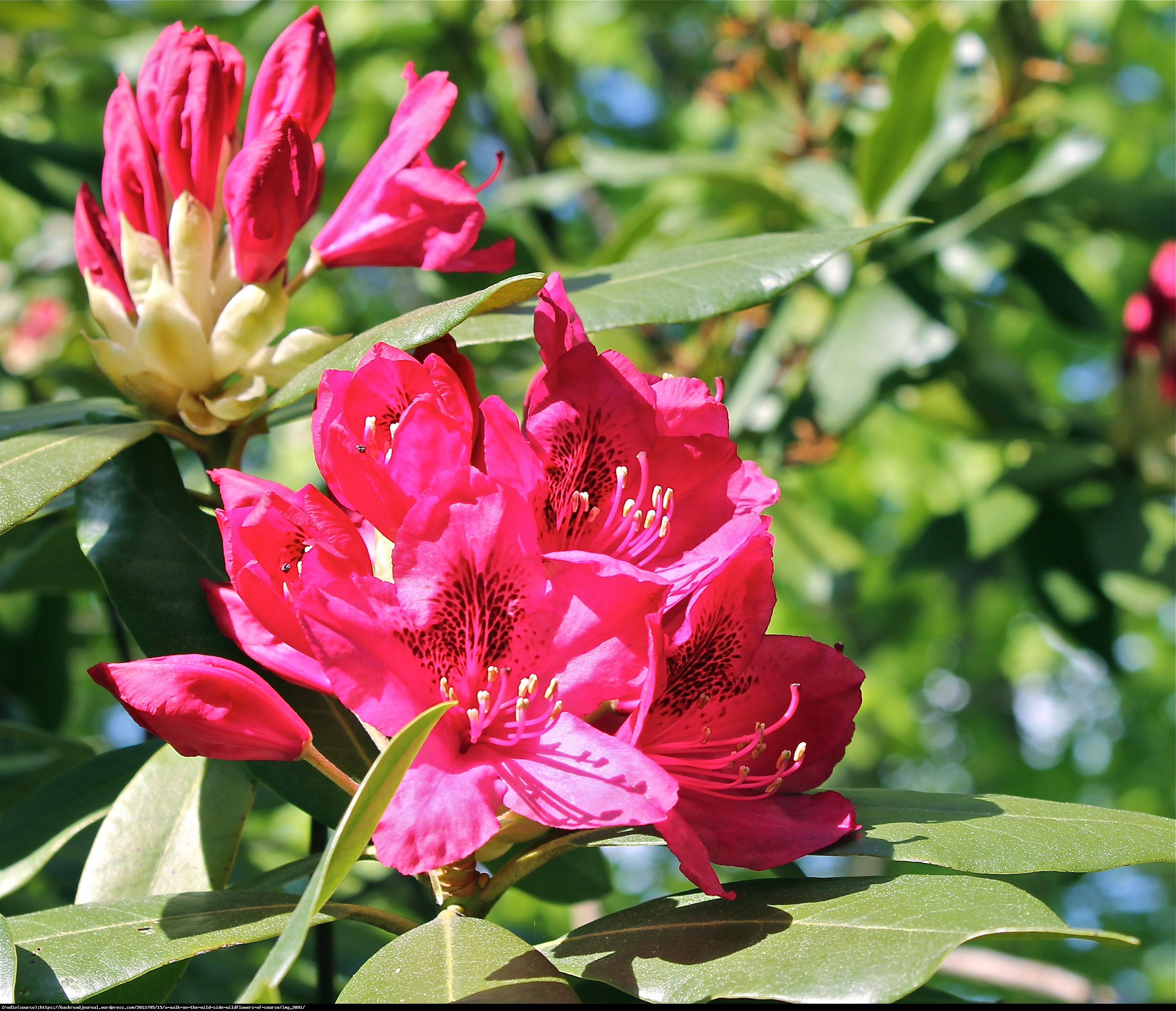 Różanecznik Tarragona - Rododendron Tarragona