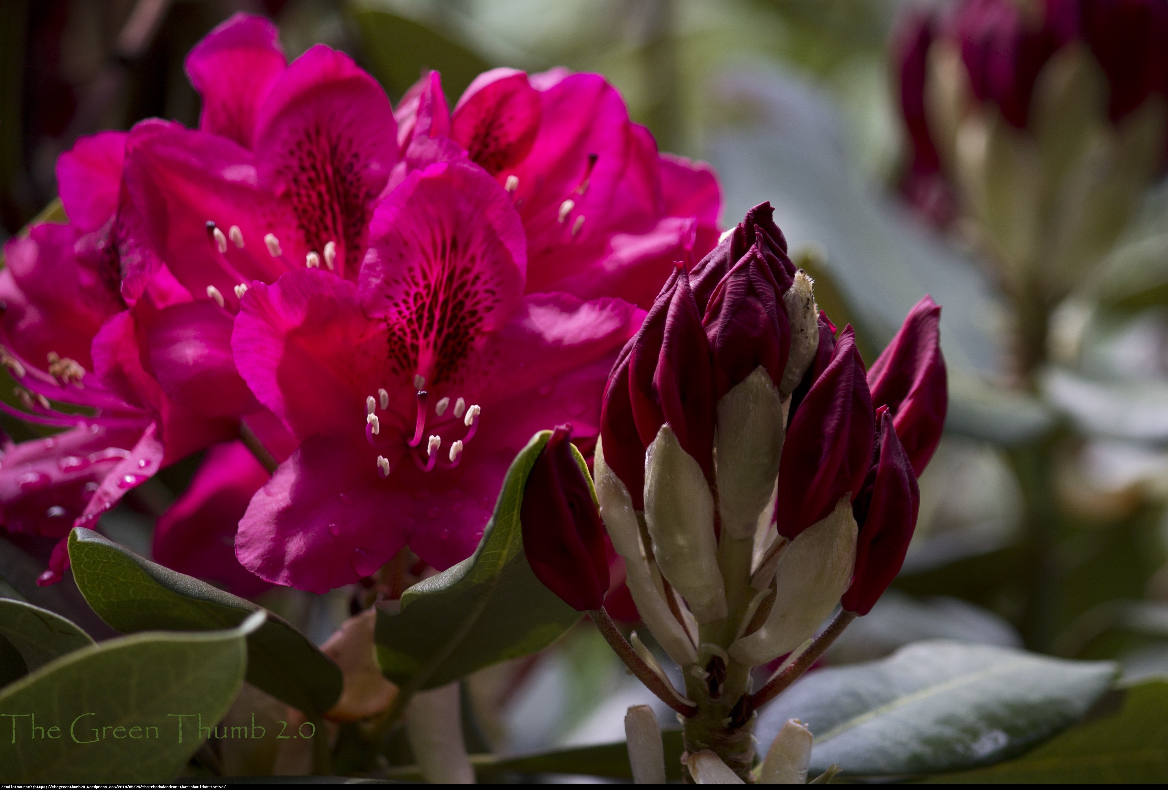 Różanecznik Tarragona - Rododendron Tarragona