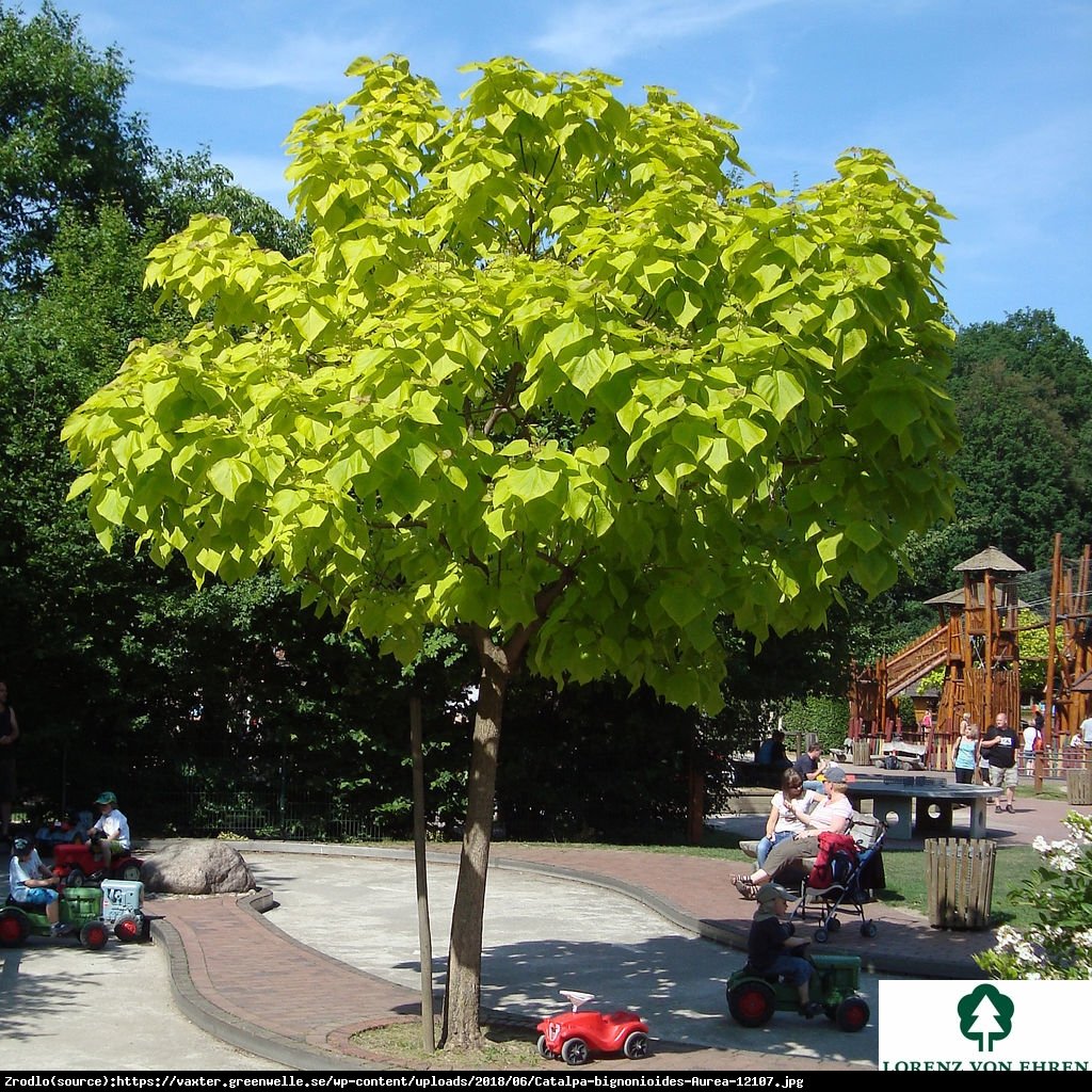 Surmia bignoniowa aurea - catalpa bignonioides aurea