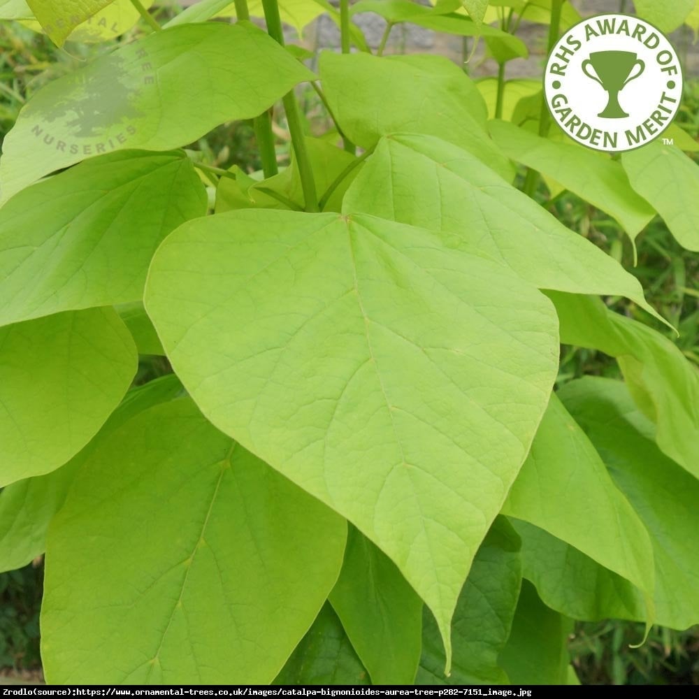 Surmia bignoniowa aurea - catalpa bignonioides aurea