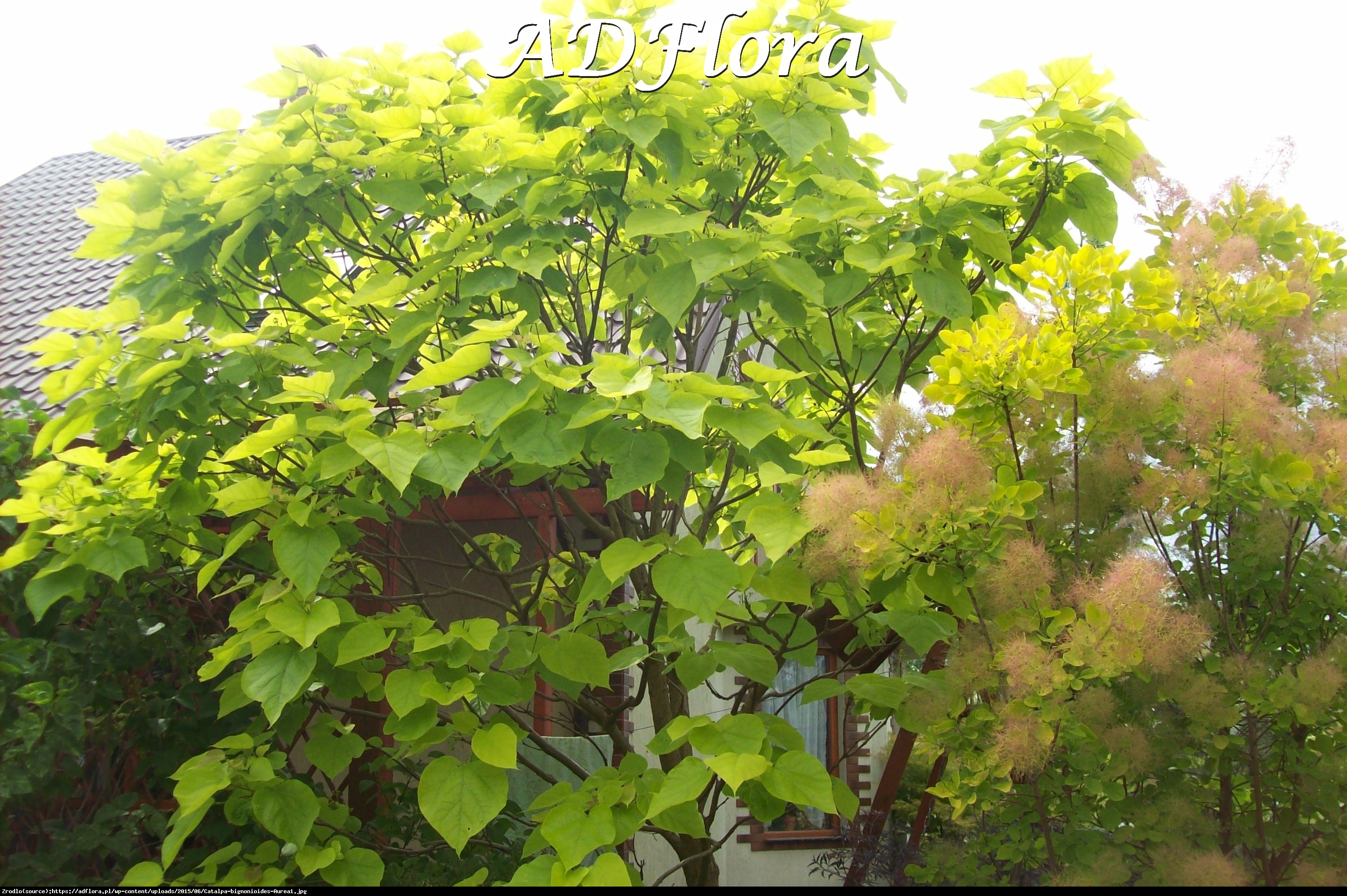 Surmia bignoniowa aurea - catalpa bignonioides aurea