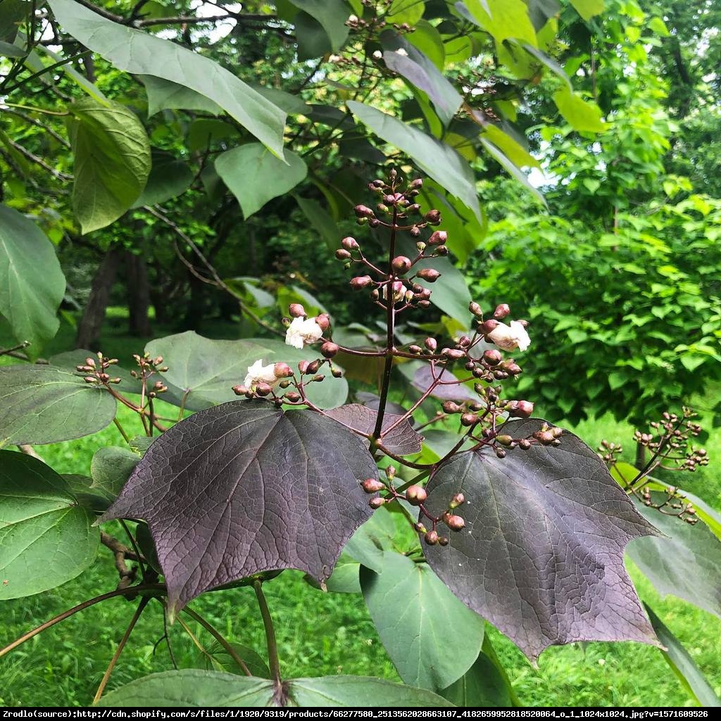 Surmia pośrednia purpurea - catalpa erubescens purpurea