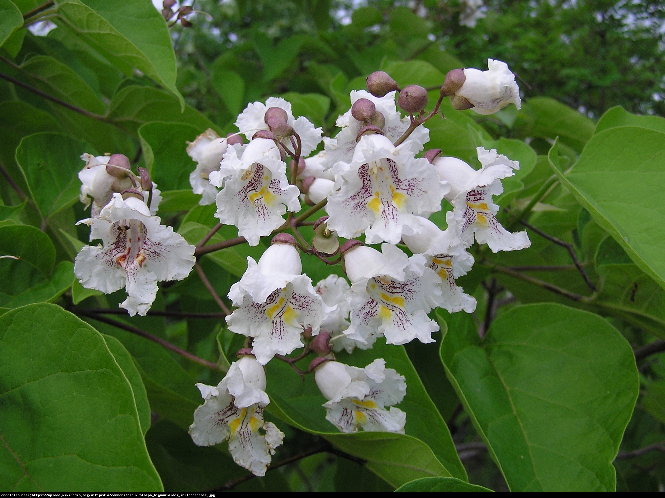 Surmia pośrednia purpurea - catalpa erubescens purpurea