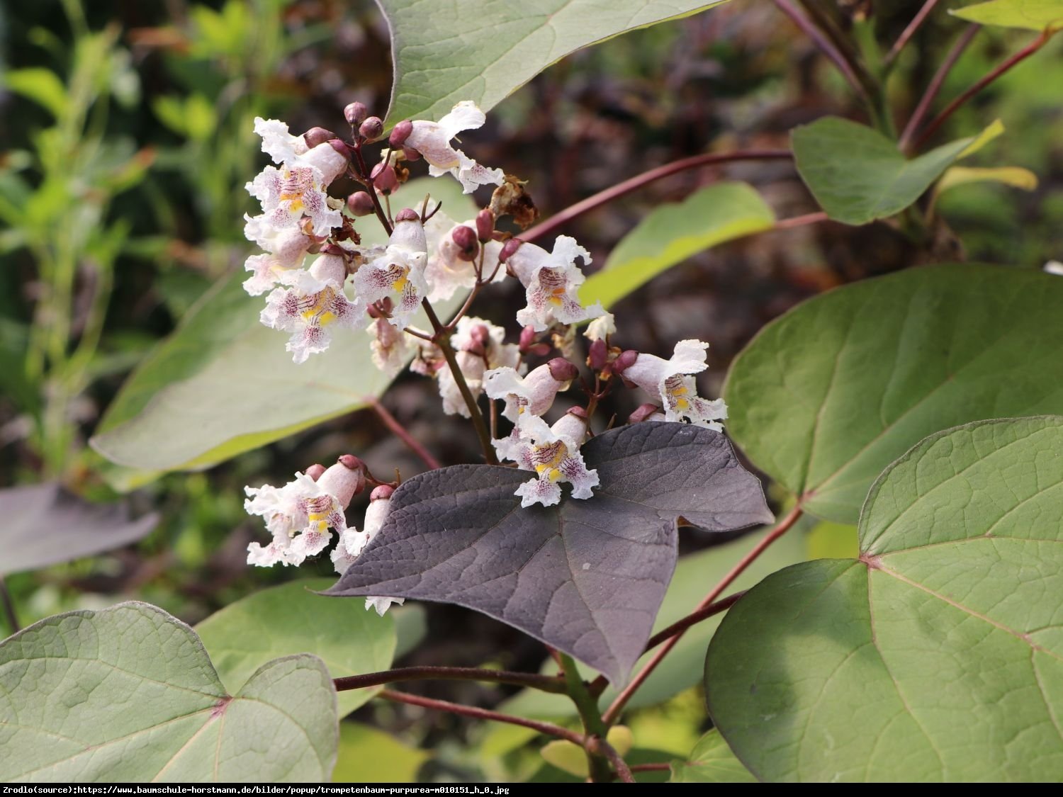 Surmia pośrednia purpurea - catalpa erubescens purpurea