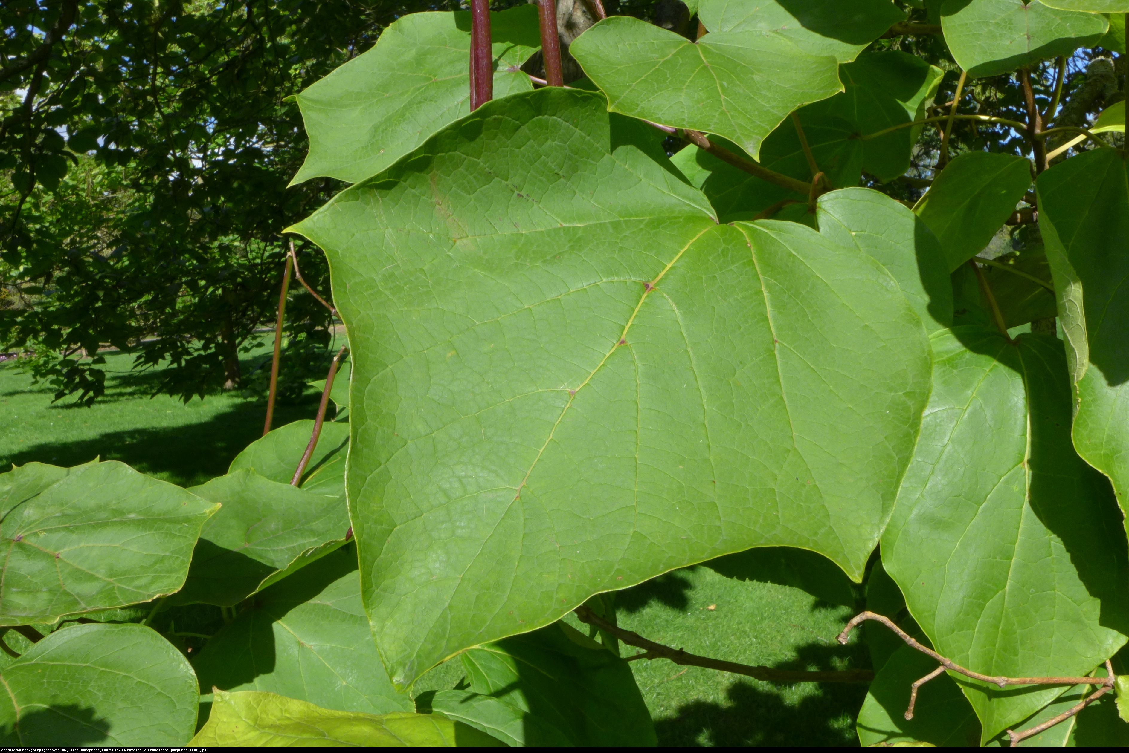 Surmia pośrednia purpurea - catalpa erubescens purpurea