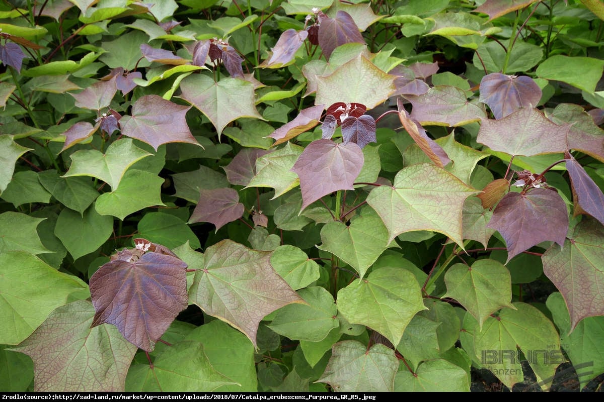 Surmia pośrednia purpurea - catalpa erubescens purpurea