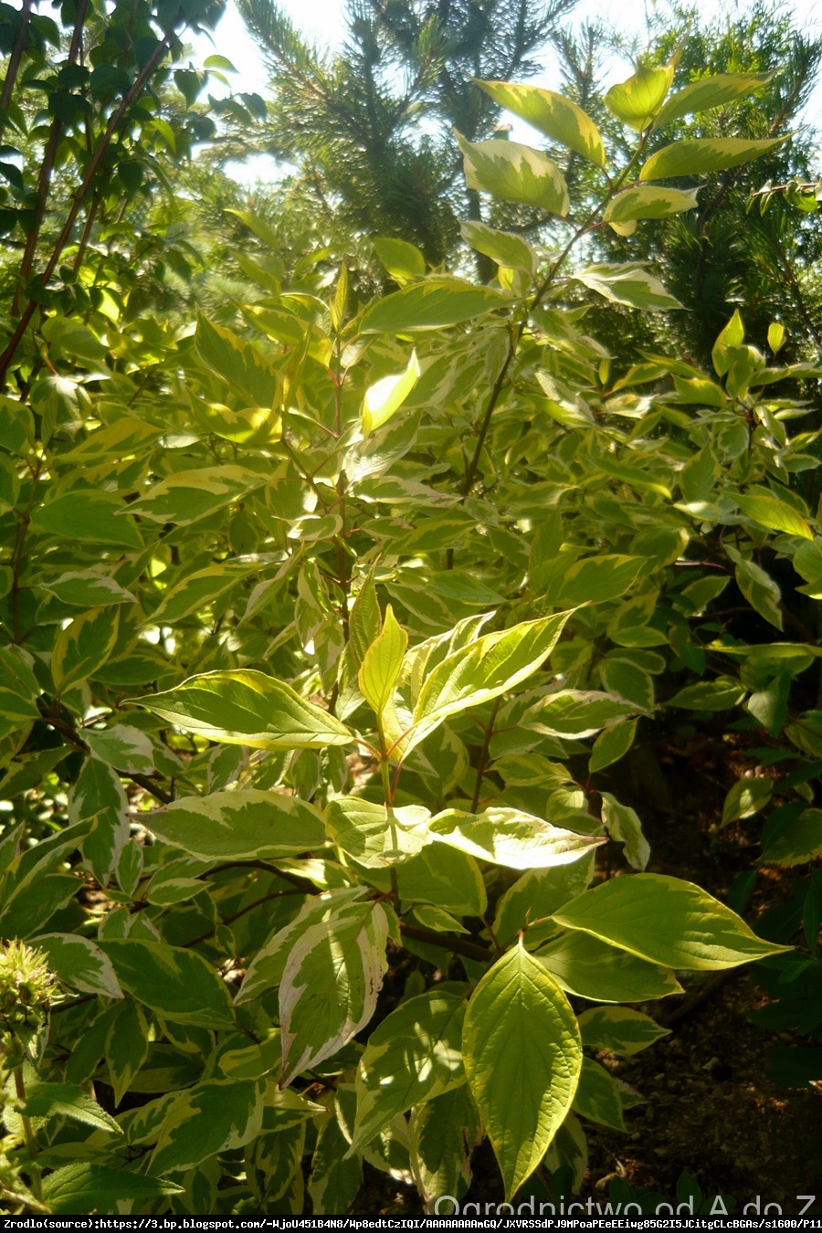 Dereń biały gouchaultii - cornus alba gouchaultii