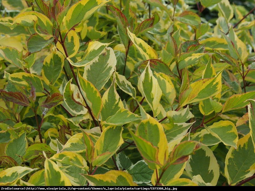 Dereń biały gouchaultii - cornus alba gouchaultii