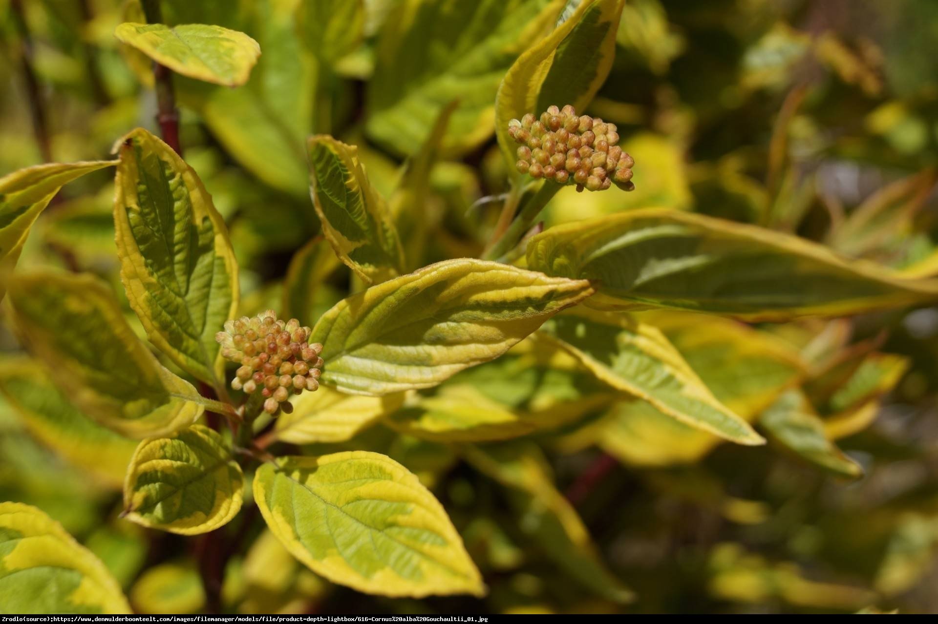 Dereń biały gouchaultii - cornus alba gouchaultii