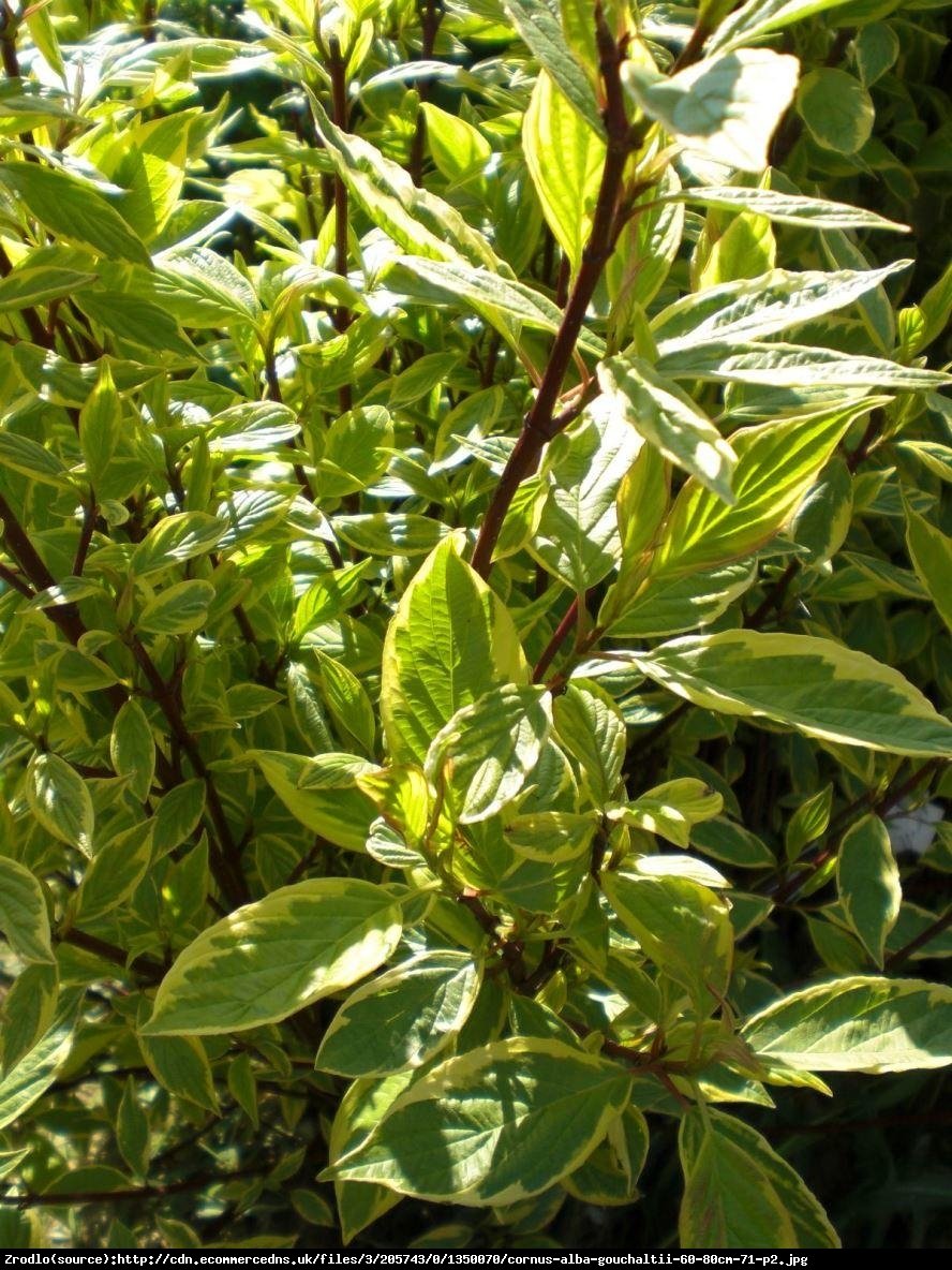 Dereń biały gouchaultii - cornus alba gouchaultii