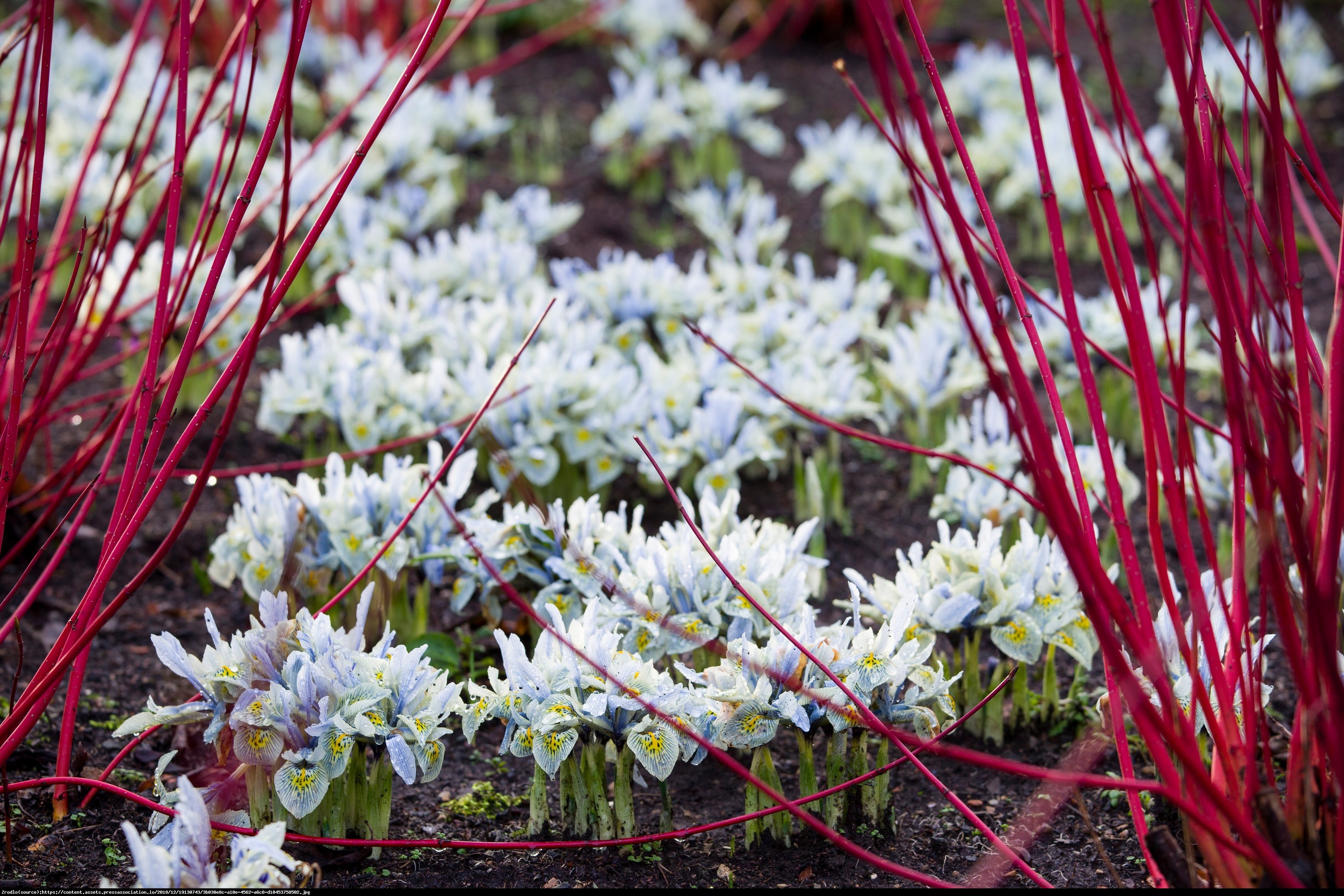 Dereń biały siberian pearls - cornus alba siberian pearls