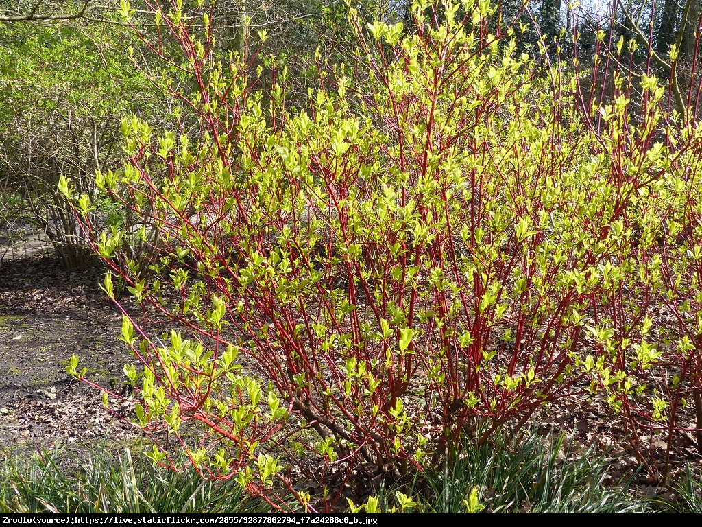 Dereń biały siberian pearls - cornus alba siberian pearls