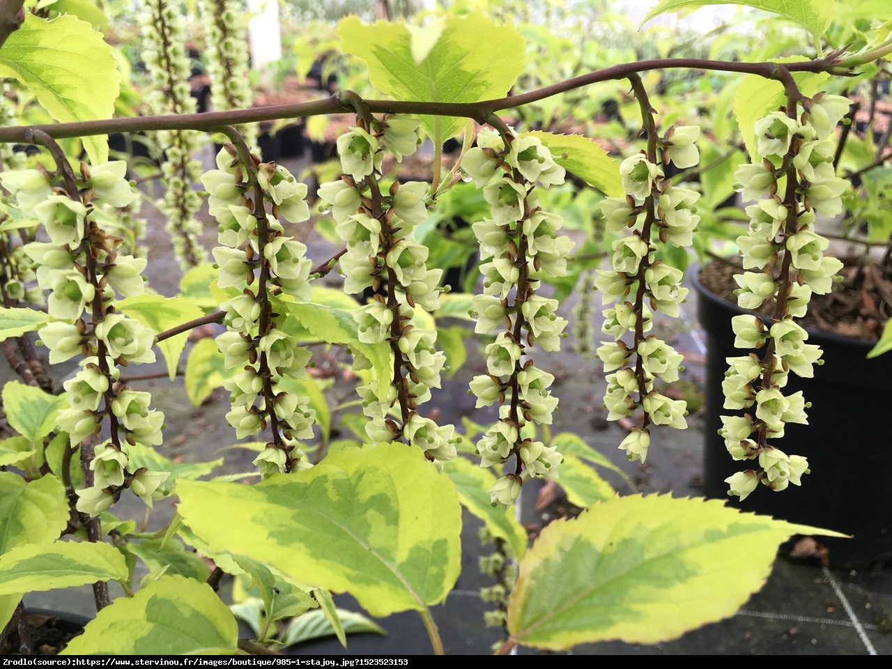 Stachiurek chinski joy forever - Stachyurus Joy Forever