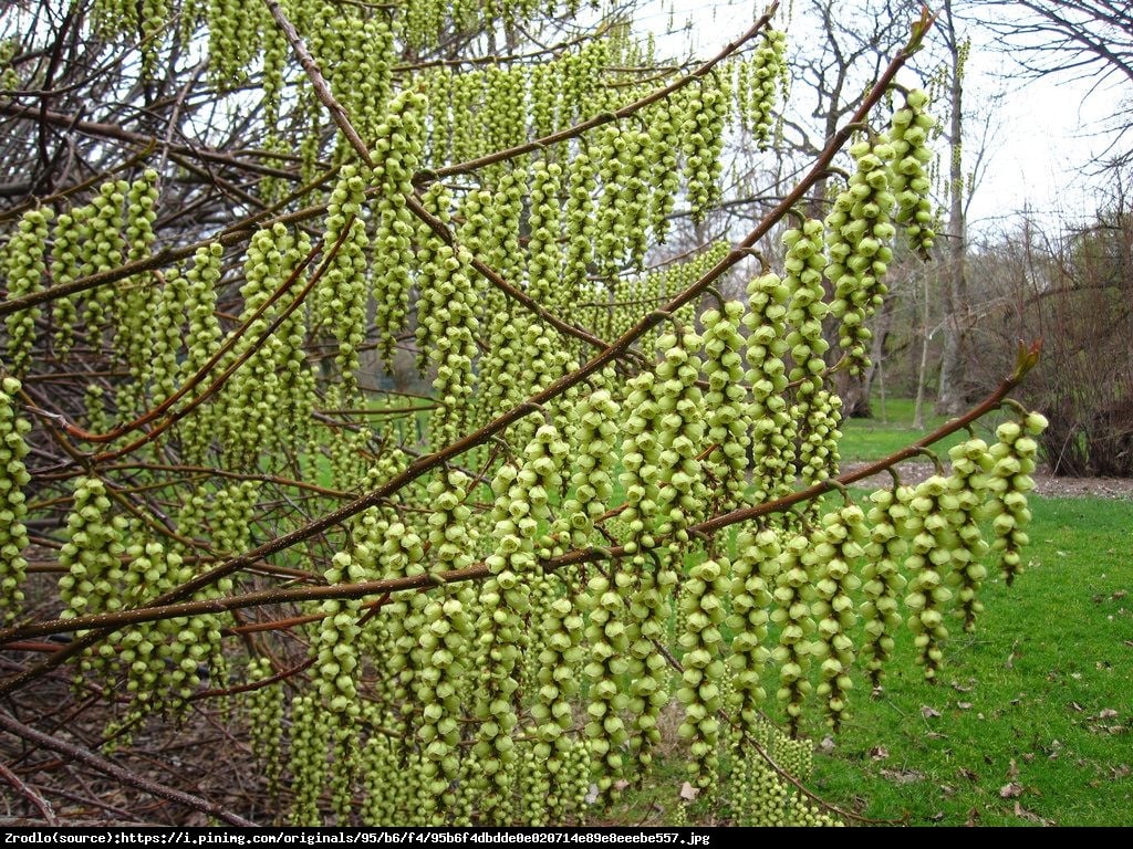 Stachiurek chinski joy forever - Stachyurus Joy Forever