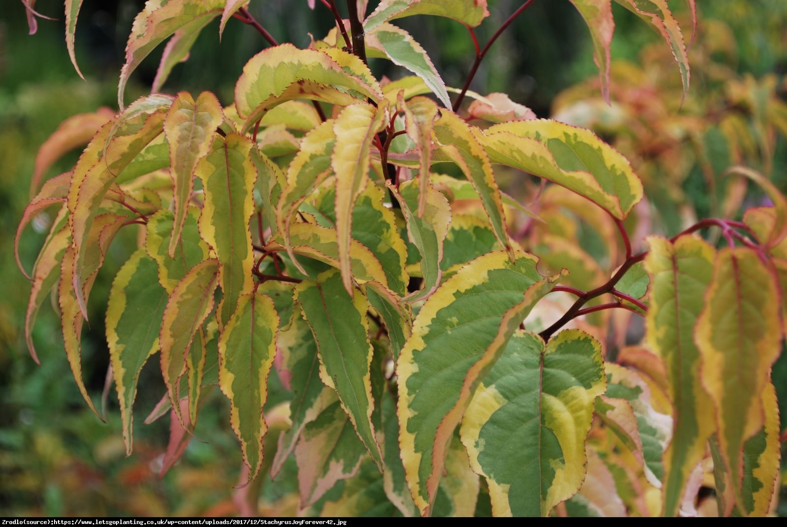 Stachiurek chinski joy forever - Stachyurus Joy Forever