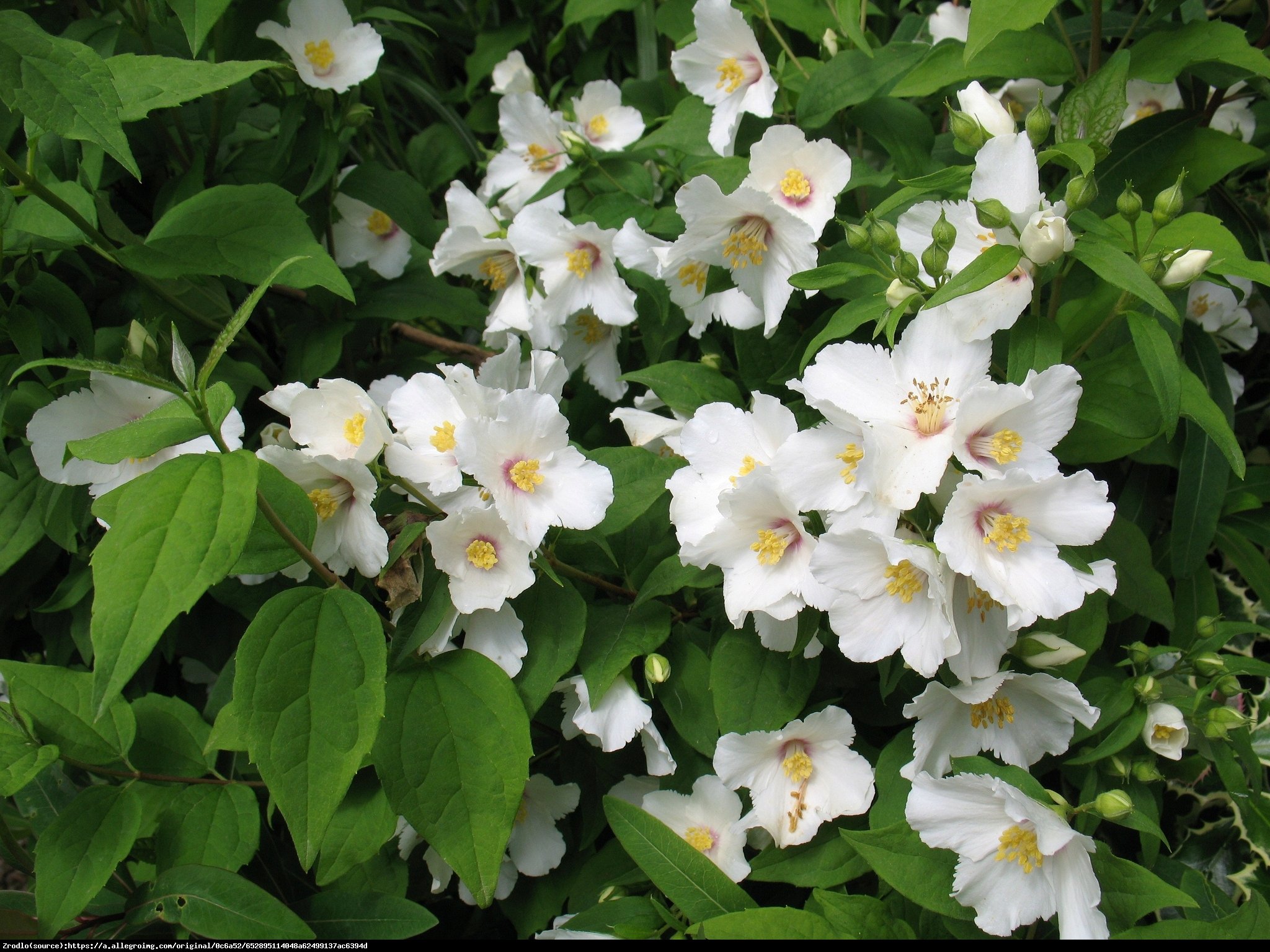 Jaśminowiec belle etoile - philadelphus coronarius belle etoile