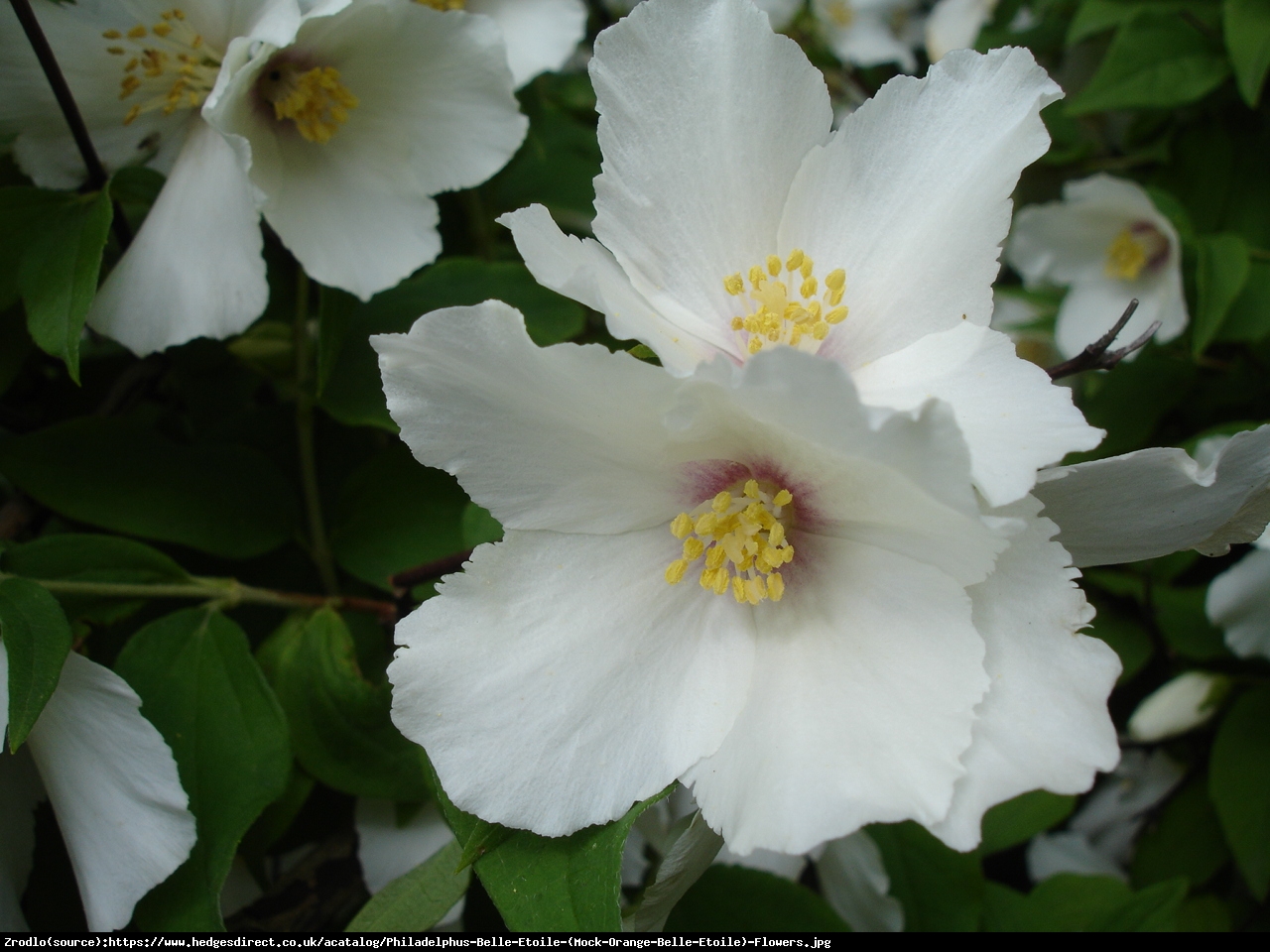 Jaśminowiec belle etoile - philadelphus coronarius belle etoile