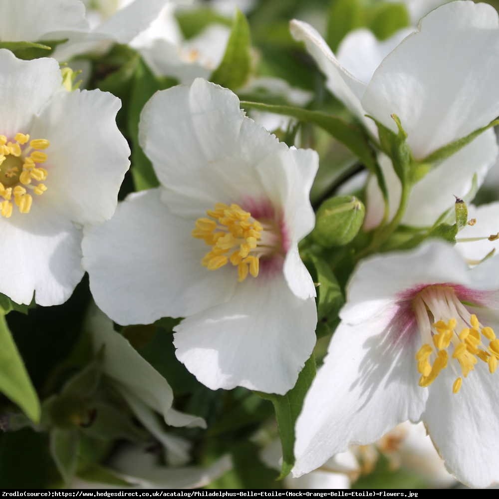 Jaśminowiec belle etoile - philadelphus coronarius belle etoile