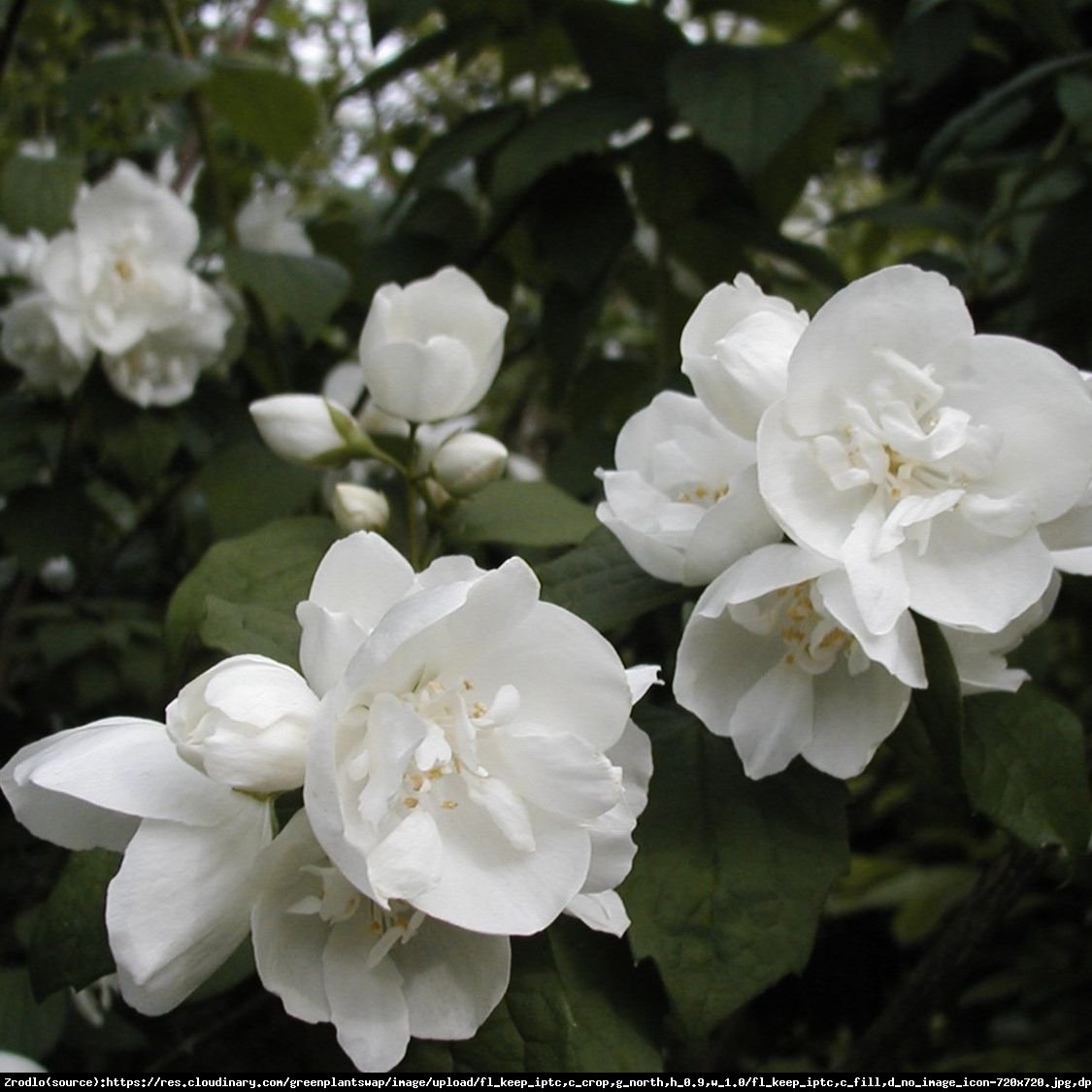 jaśminowiec dame blanche - philadelphus dame blanche