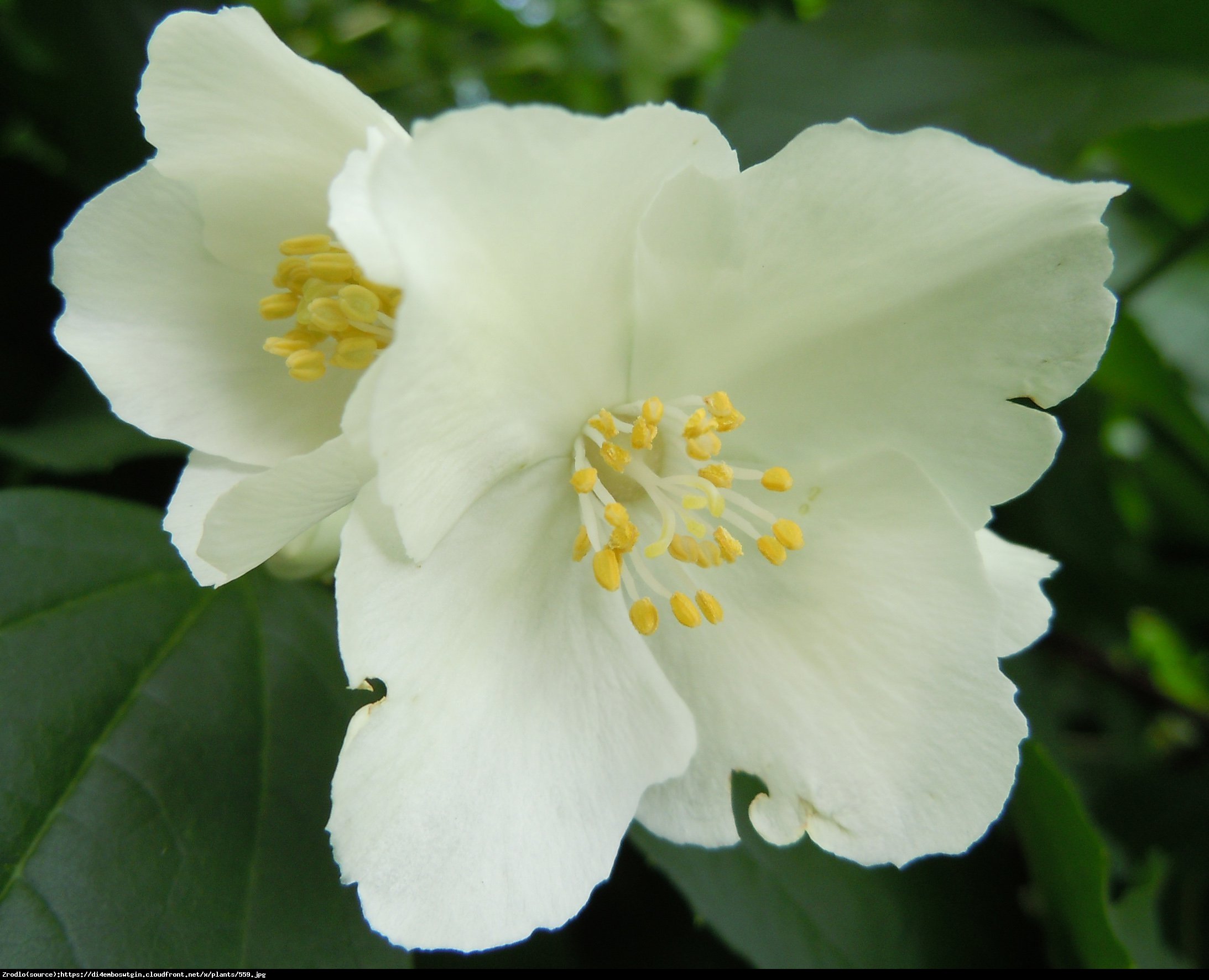 jaśminowiec dame blanche - philadelphus dame blanche