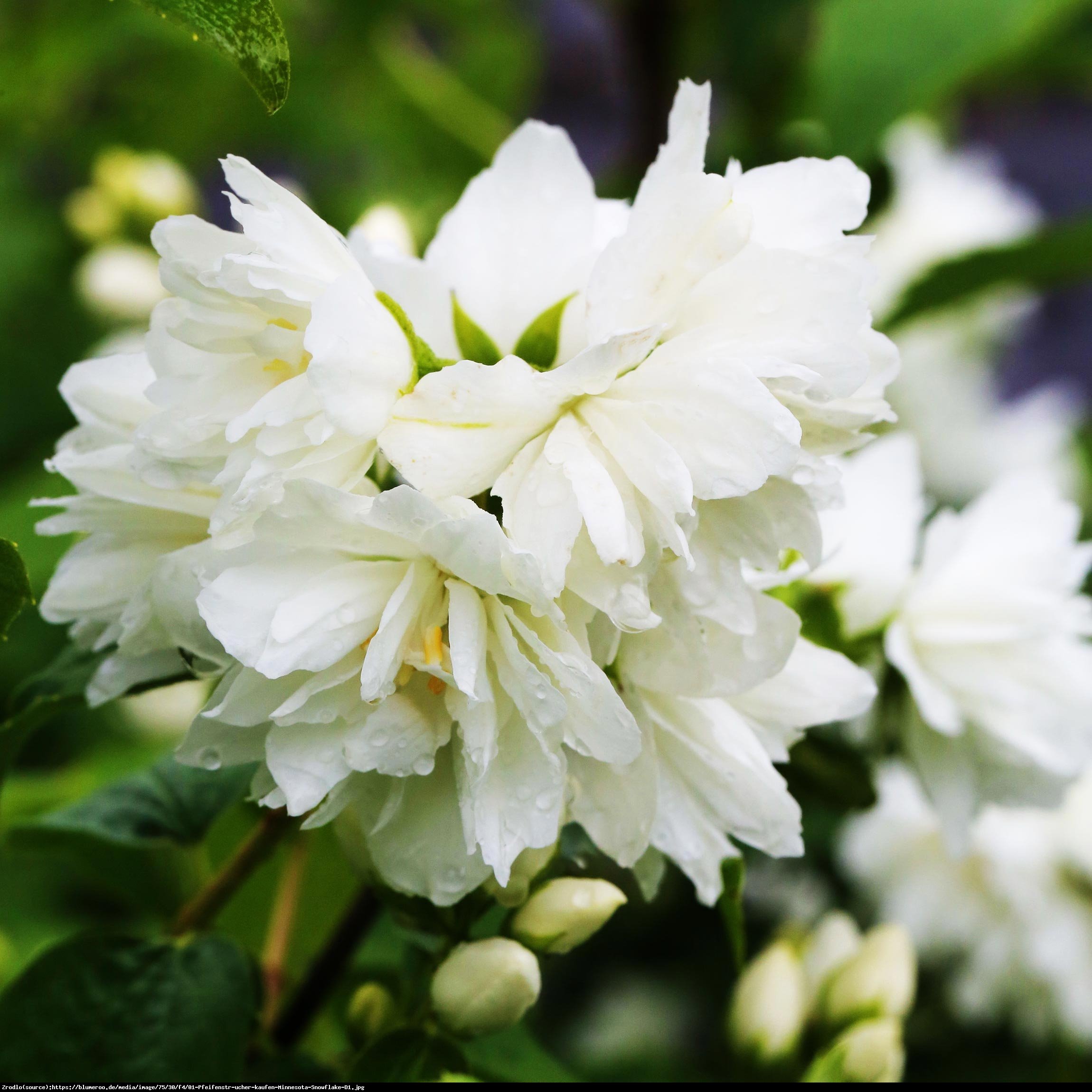 Jaśminowiec minnesota snowflake - philadelphus minnesota snowflake