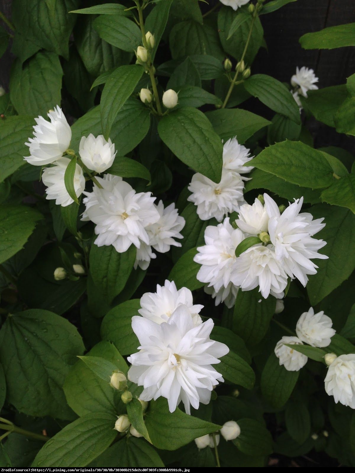 Jaśminowiec minnesota snowflake - philadelphus minnesota snowflake